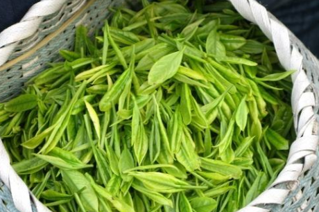 广西苷亮健,野生茶