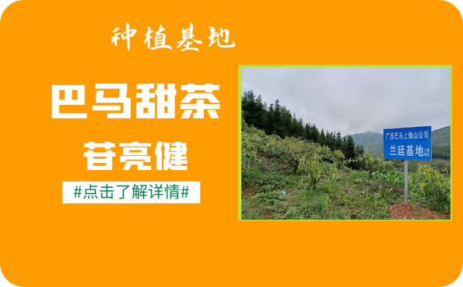专注甜茶（木姜叶柯）的种植、研究和深度开发