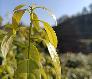 木姜叶柯（巴马甜茶）幼苗